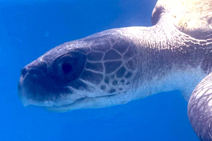 Turtle patient Riveli upon admission to the Rescue Centre. Image.