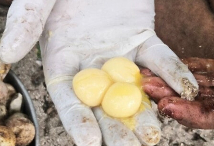 A three yolked hawksbill egg