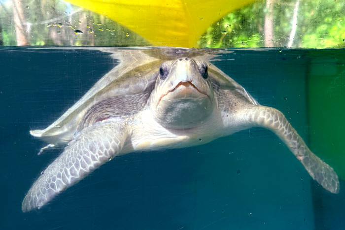 Adopt sea turtle patient Chaalu to support her recovery. Image.