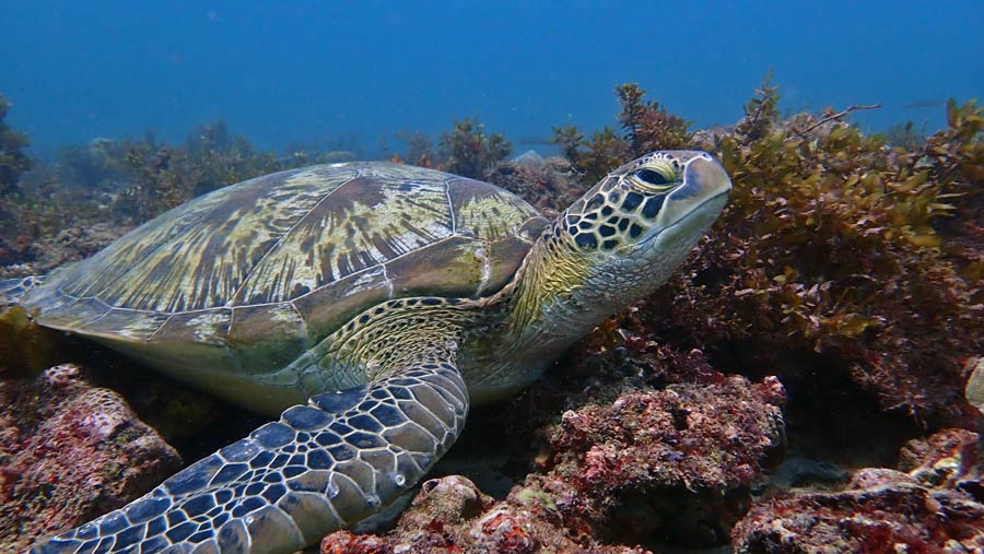 A green turtle resting on a reef in Diani Beach, Kenya. Image.