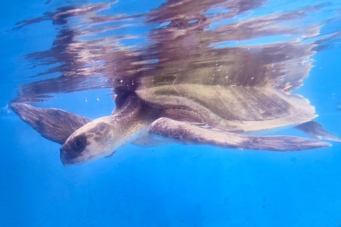 Turtle patient Koamas in her tank at the rescue centre. Image.