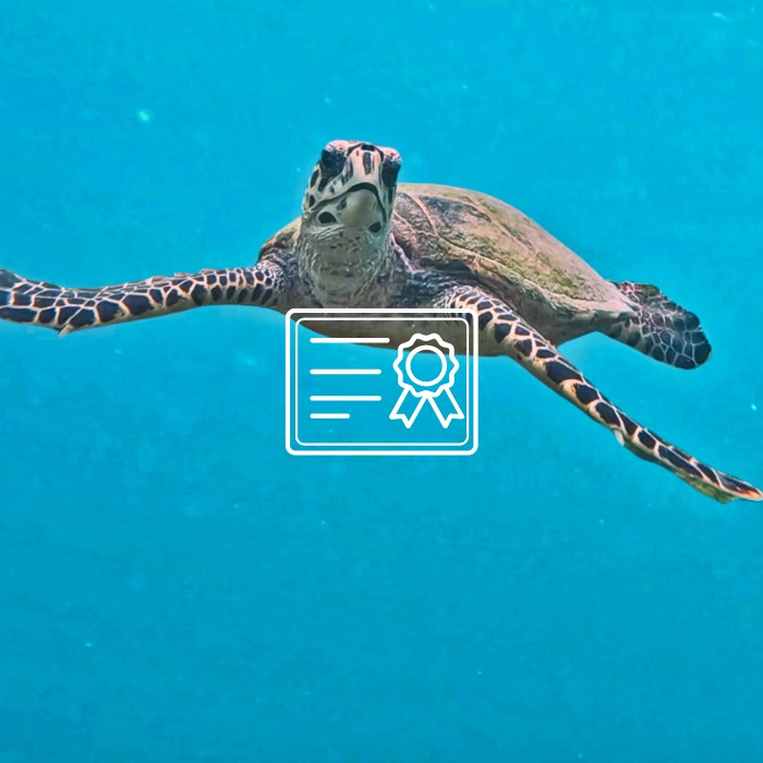 Name and adopt a sea turtle to help Olive Ridley Project save sea turtles. Image of hawksbill turtle swimming in the sea looking at the camera, overlayed by a certificate icon.