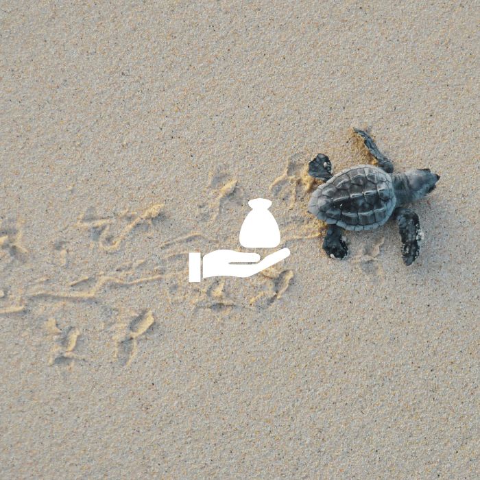 Donate to Olive Ridley Project and support sea turtle conservation. Image of hatchling scrambling down the beach with footsteps in the sand, overlayed by donate icon.