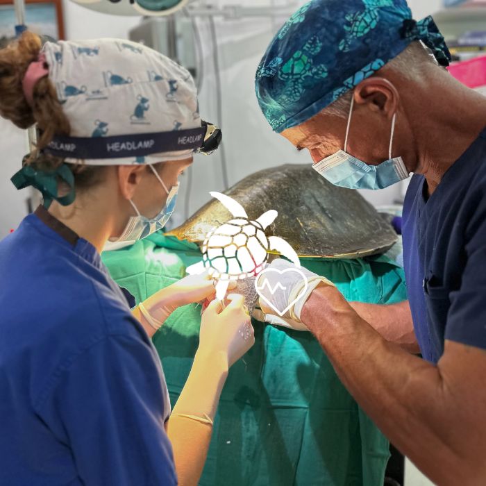 An image of two veterinary surgeons performing surgery on a turtle patient.