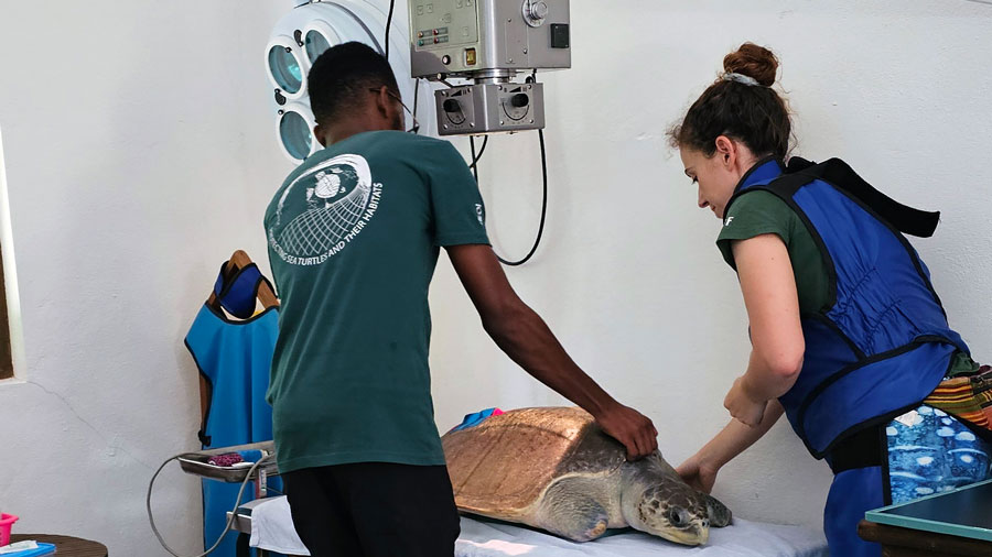 veterinary-trainee-dr-kelvin_assisting-x-ray Image of veterinary trainee Dr Kelvin assisting the veterinary surgeon in taking an X-ray of a turtle patient.