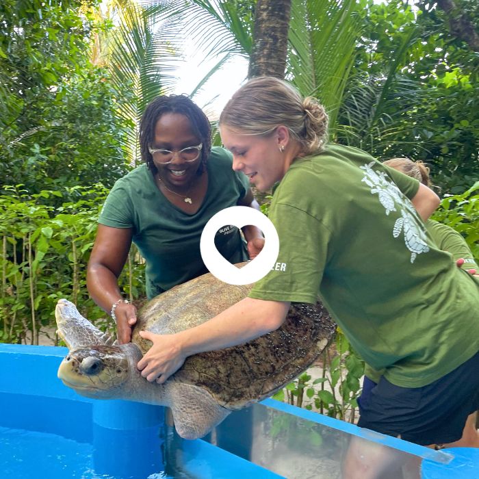 Volunteer with Olive Ridley Project to help save sea turtles. Image of volunteer and veterinary surgeon placing a turtle patient back in the tank, overlayed by a heart icon.