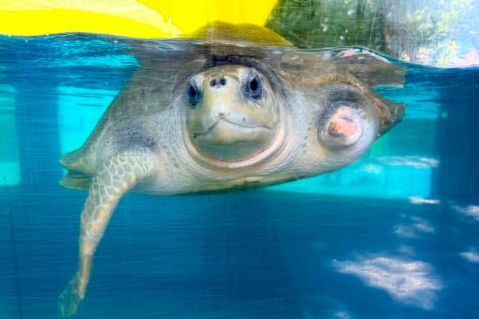 Turtle patient Nadya recovering at the Rescue Centre. Image.