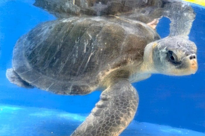 Turtle patient Alanaasi at the Rescue Centre. Image.