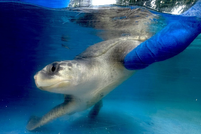 Turtle patient Alanaasi recovering in her tank. Image.