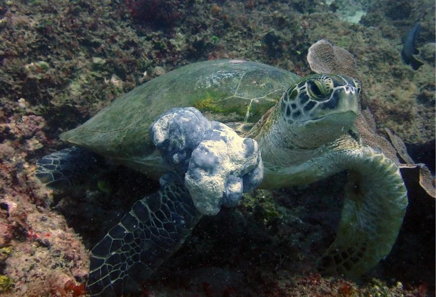 Why are sea turtles getting tumours? The science behind FP disease