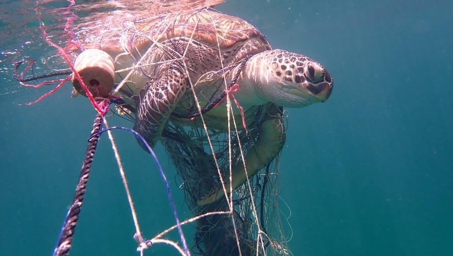 Sea turtle bycatch in Kenya.