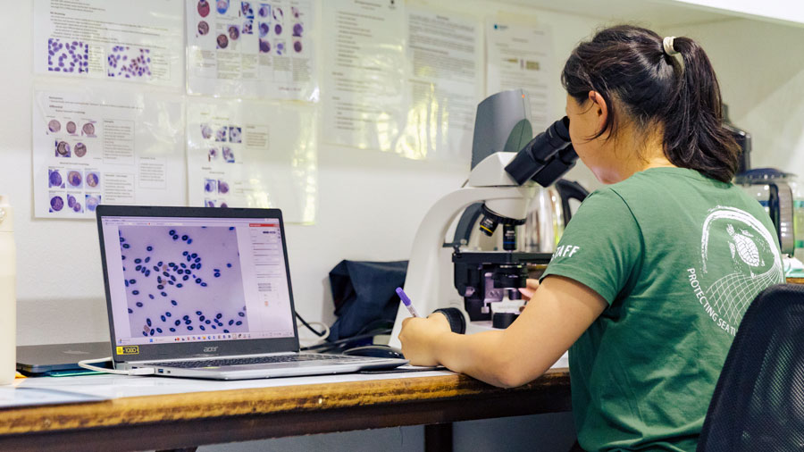 Dr Celena at the microscope, studying the blood sample of a turtle patient. Image.
