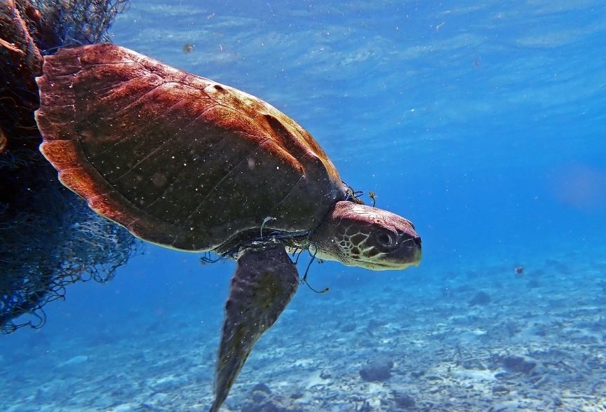 Entangled olive ridley. Image.