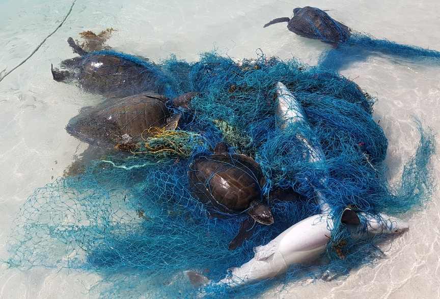 Ghost net with entangled marine life. Image.