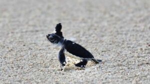 Green turtle hatchling, Laamu Atoll. Image.