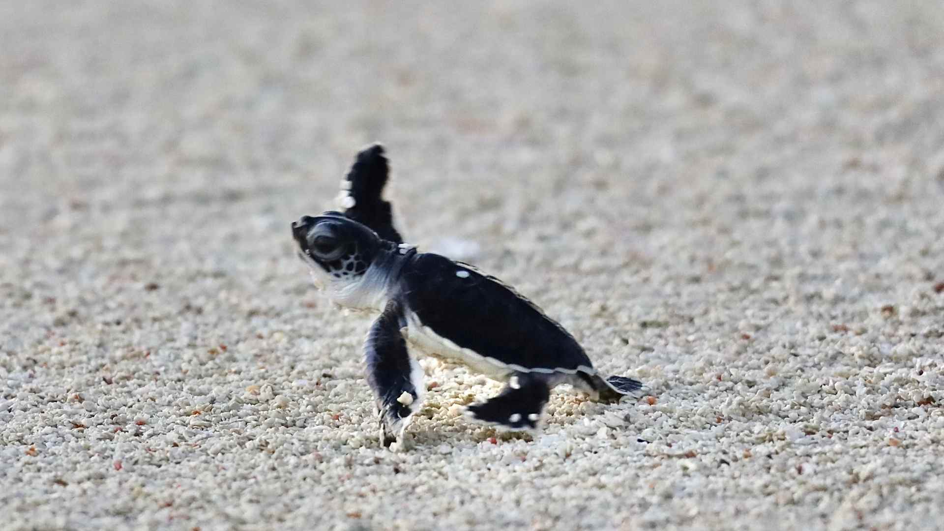 Green turtle hatchling, Laamu Atoll. Image.