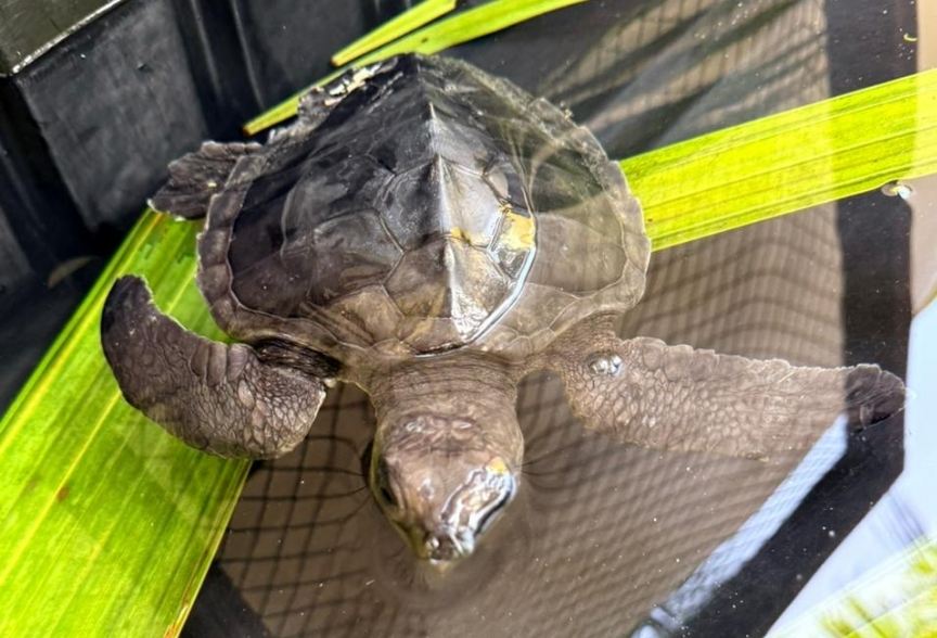 Kuda, sea turtle patient. Image.