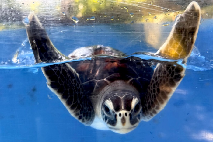 Turtle patient Ufaa in her tank at the Rescue centre. Image.