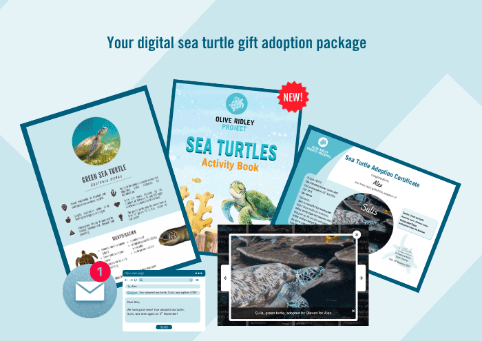 Image of the contents of the digital sea turtle adoption package, including a personalised adoption certificate, a sea turtle fact sheet, a children's activity book, and sighting email updates.