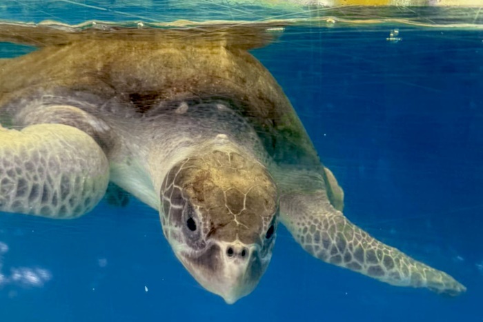 Fitri in her tank at the Rescue Centre. Image.