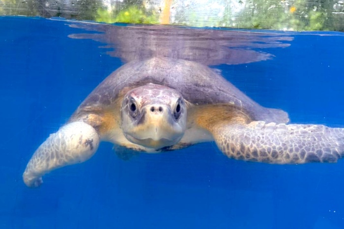Turtle patient Fitri at the Rescue Centre. Image.