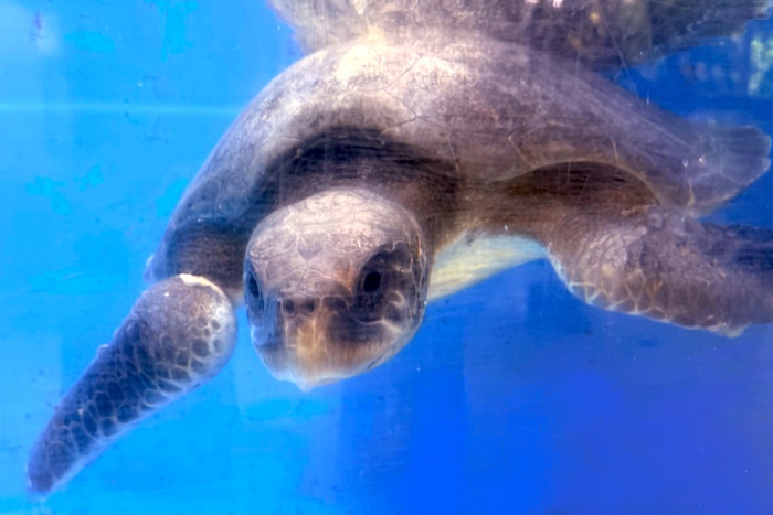 Turtle patient Fitri recovering in the tank at the Rescue Centre. Image.