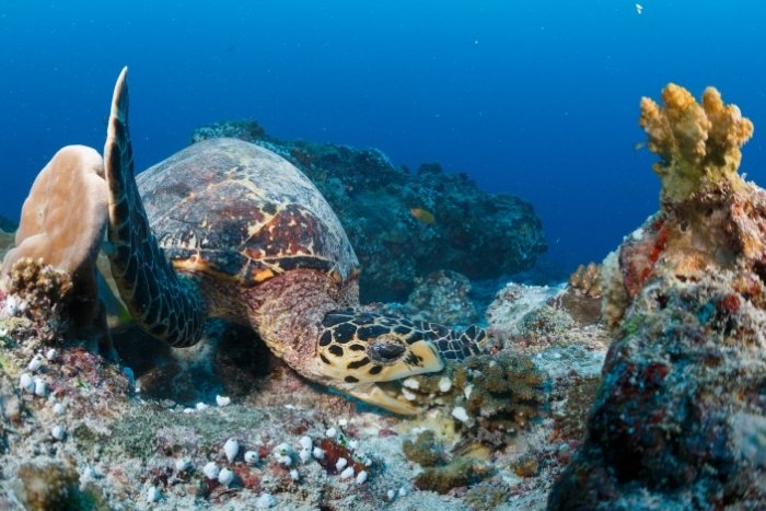 Hawksbill turtle feeding on sponge.