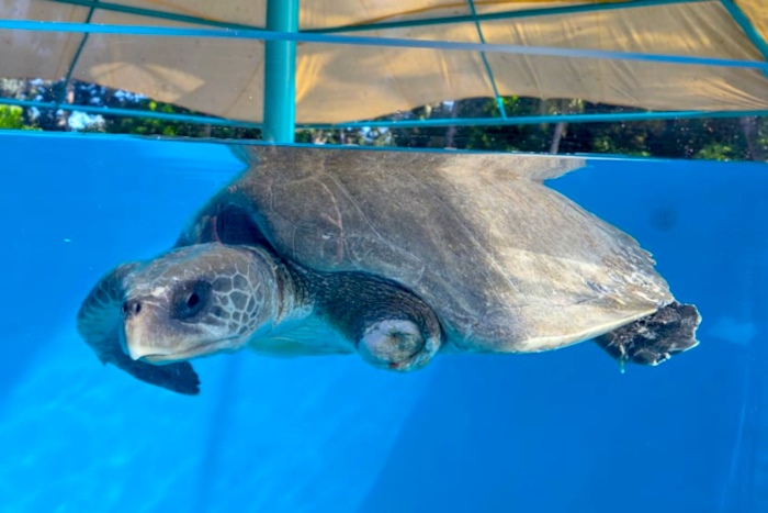 Turtle patient Haya recovering in the large tank at the STHI. Image.