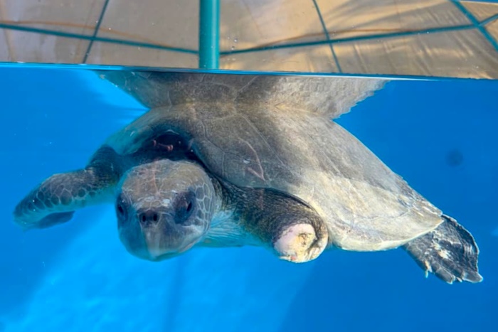 Turtle patient Haya recovering in the large tank at the STHI. Image.