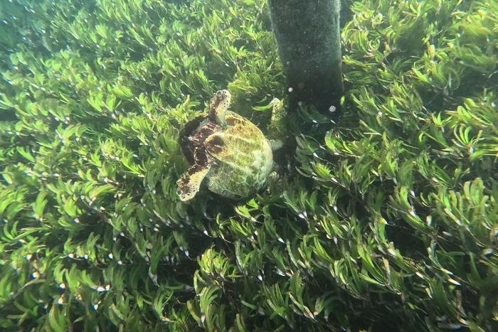 Hawksbill Pip in seagrass bed, Laamu. Image.