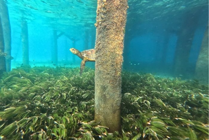 Hawksbill Pip swimming over seagrass, Laamu Atoll.