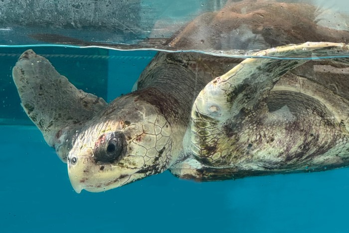 Turtle patient Sanfa recovering in her tank. Image.