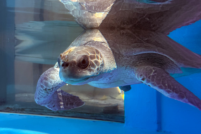 Turtle patient Sanfa. Image.
