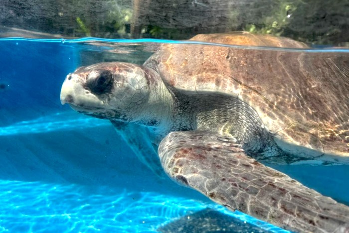 Turtle patient Sanfa at the Sea Turtle Care Centre. Image.