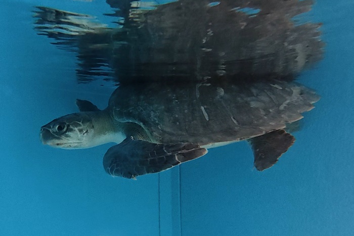 Turtle patient Thureesha recovering in the large tank at the STHI. Image.