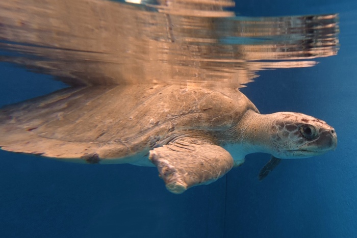 Turtle patient Thureesha recovering in the large tank at the STHI. Image.