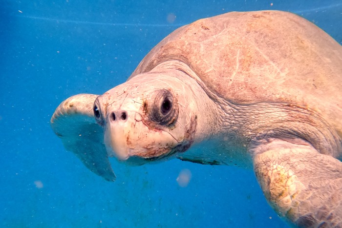 Turtle patient Chayen recovering in her tank at the Institute. Image.
