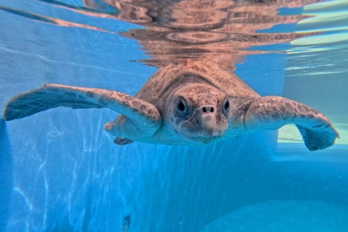 Turtle patient Chayen in her tank at the STHI. Image.