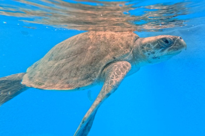 Turtle patient Chayen in her tank at the STHI. Image.