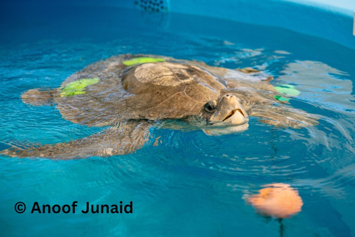 Turtle patient Kanbulo with her feeding buoy at the STHI. Image.