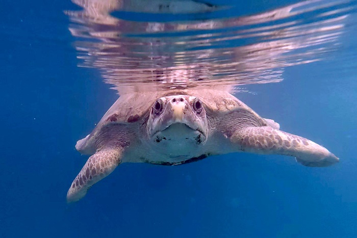 Turtle patient Kanbulo looking at camera. Image.