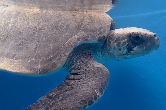 Turtle patient Kanbulo recovering at the STHI. Image. 