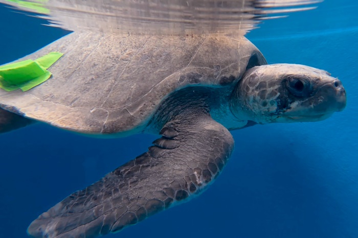 Turtle patient Kanbulo recovering at the STHI. Image. 