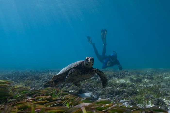 Juliette photographing Pip in seagrass by Owen Bornhorst. Image