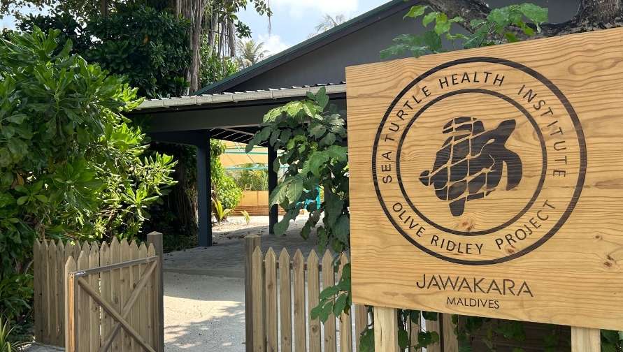 Sea Turtle Health Institute. Image.