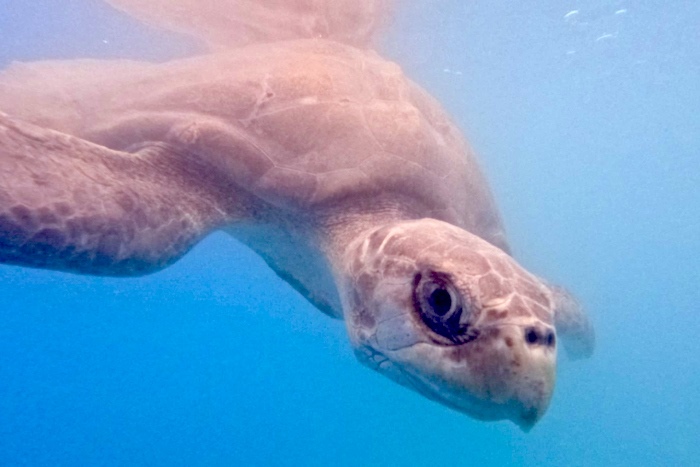 Turtle patient Thoofaan in his tank at the STHI. Image.