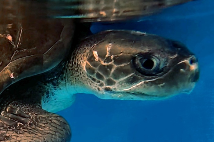 Turtle patient Thoofan in her tank at the STHI. Image. 