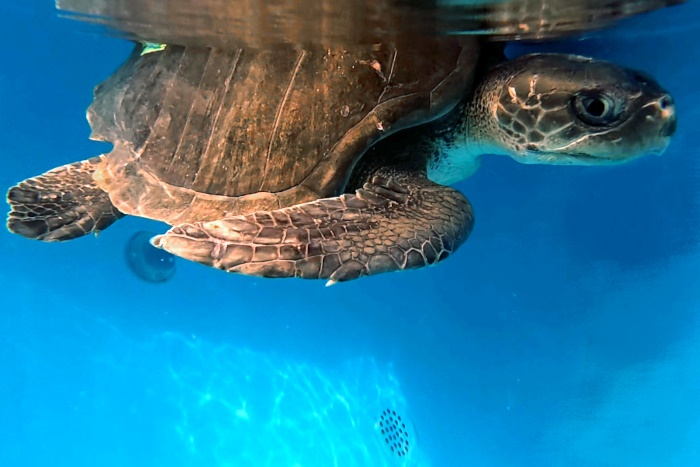 Turtle patient Thoofaan in her tank at the STHI. Image. 