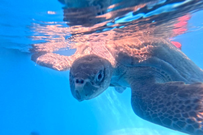 Turtle patient Thoofaan in his tank at the STHI. Image.