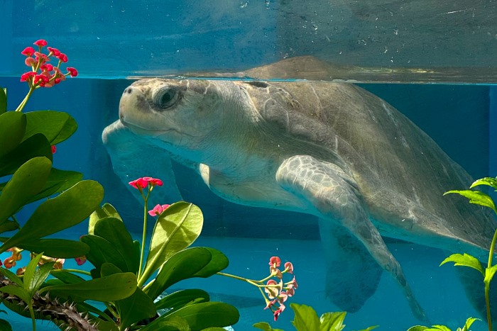 Turtle patient Ufuli recovering in his tank. Image.